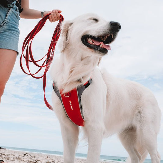 Ezydog X-Link Padded Dog Control Harness