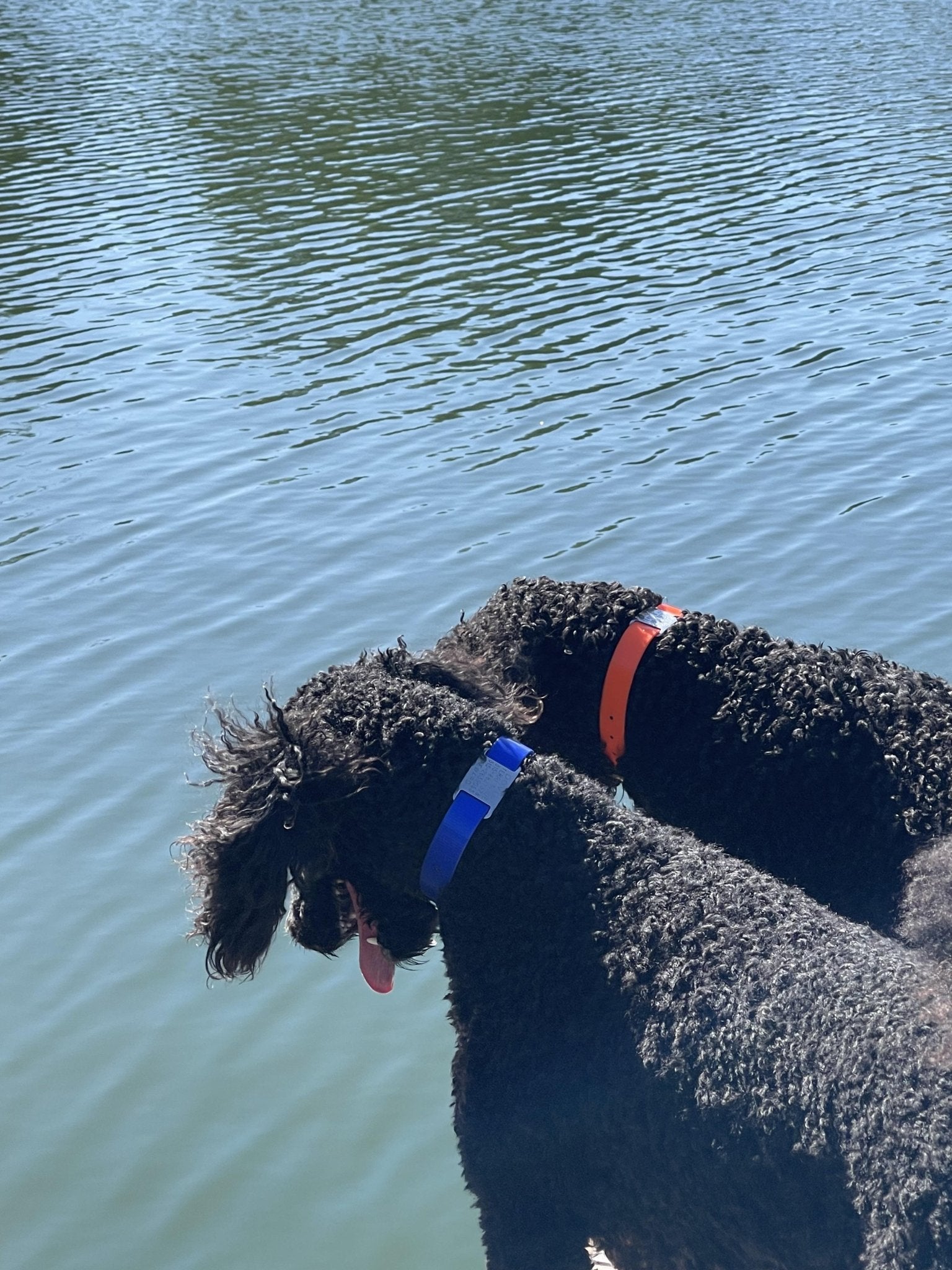 Black water dogs with colorful sunglo waterproof dog collars and nametag standing by a body of water