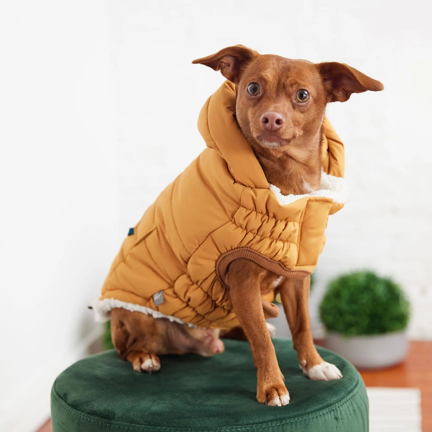 Super Puff Parka Dog Winter Jacket