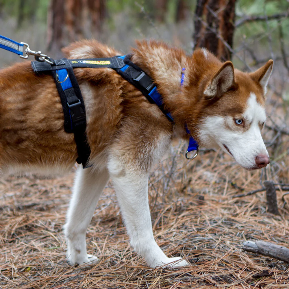 Urban Trail Padded Dog Harness