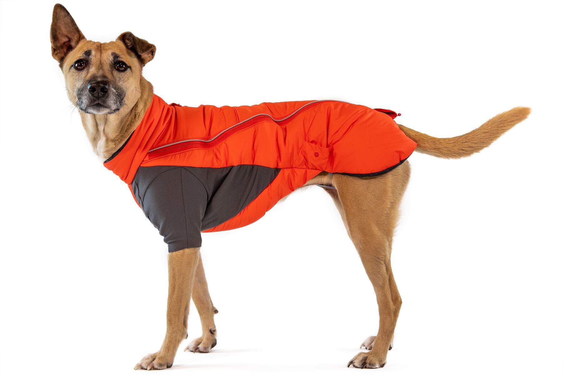 Ruffwear Ultrawarm Furness Dog Winter Jacket – The Dog Outdoors