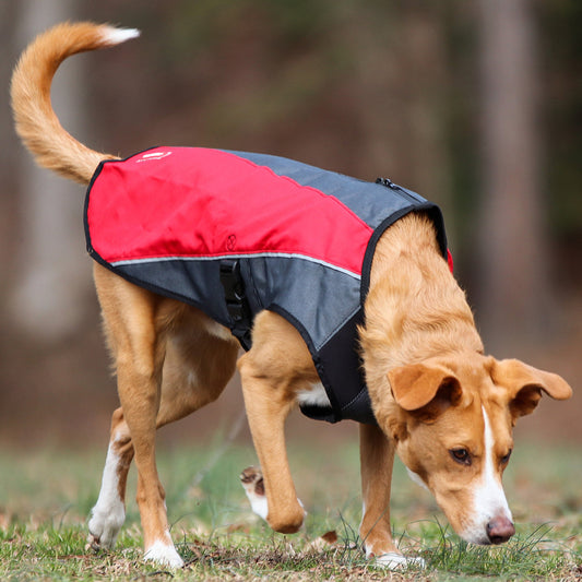 Dog in a red and gray coat sniffing the ground.