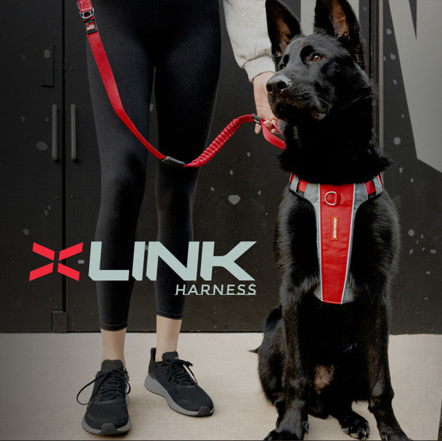 Ezydog X-Link Padded Dog Control Harness