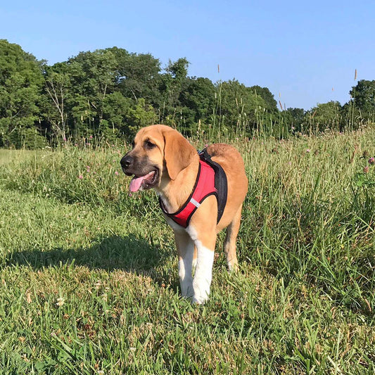 Tan dog with red harness in grassy field.