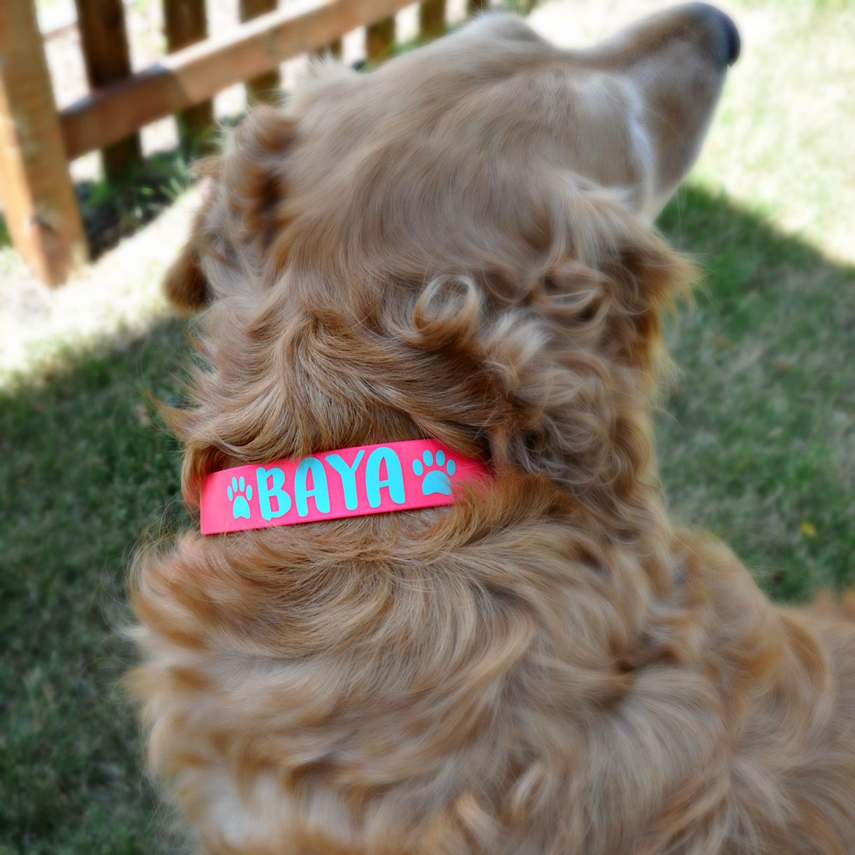 Personalized Biothane Dog Collars