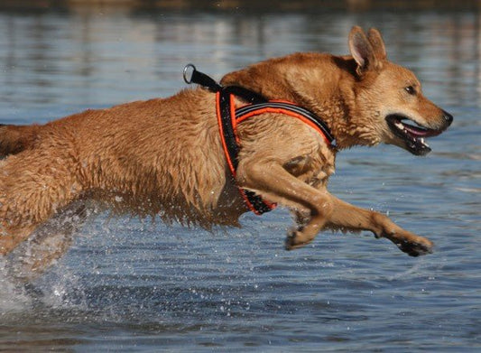 A light brown dog with a black and orange harness runs through the water.