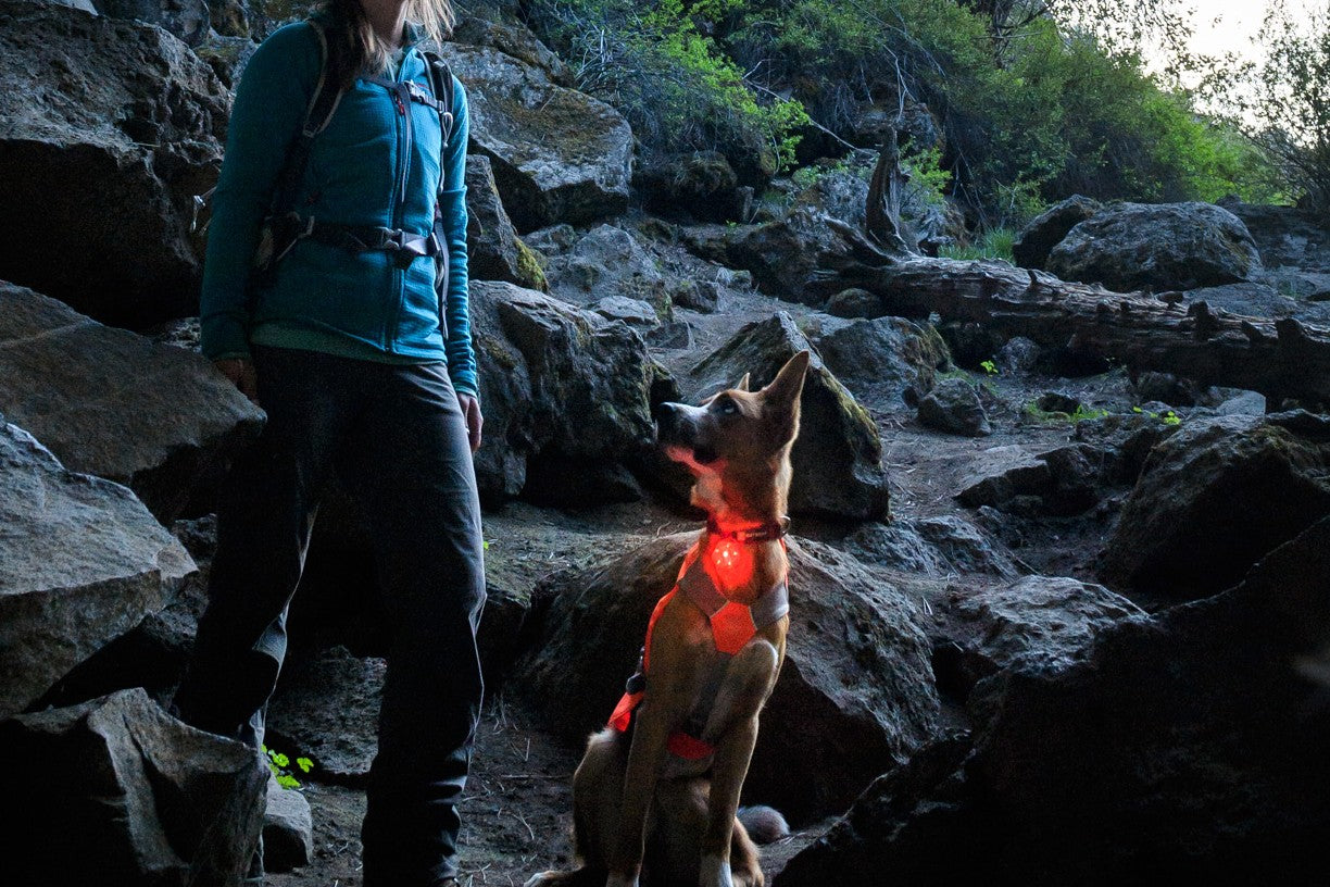 Safety light for dogs | Ruffwear Beacon