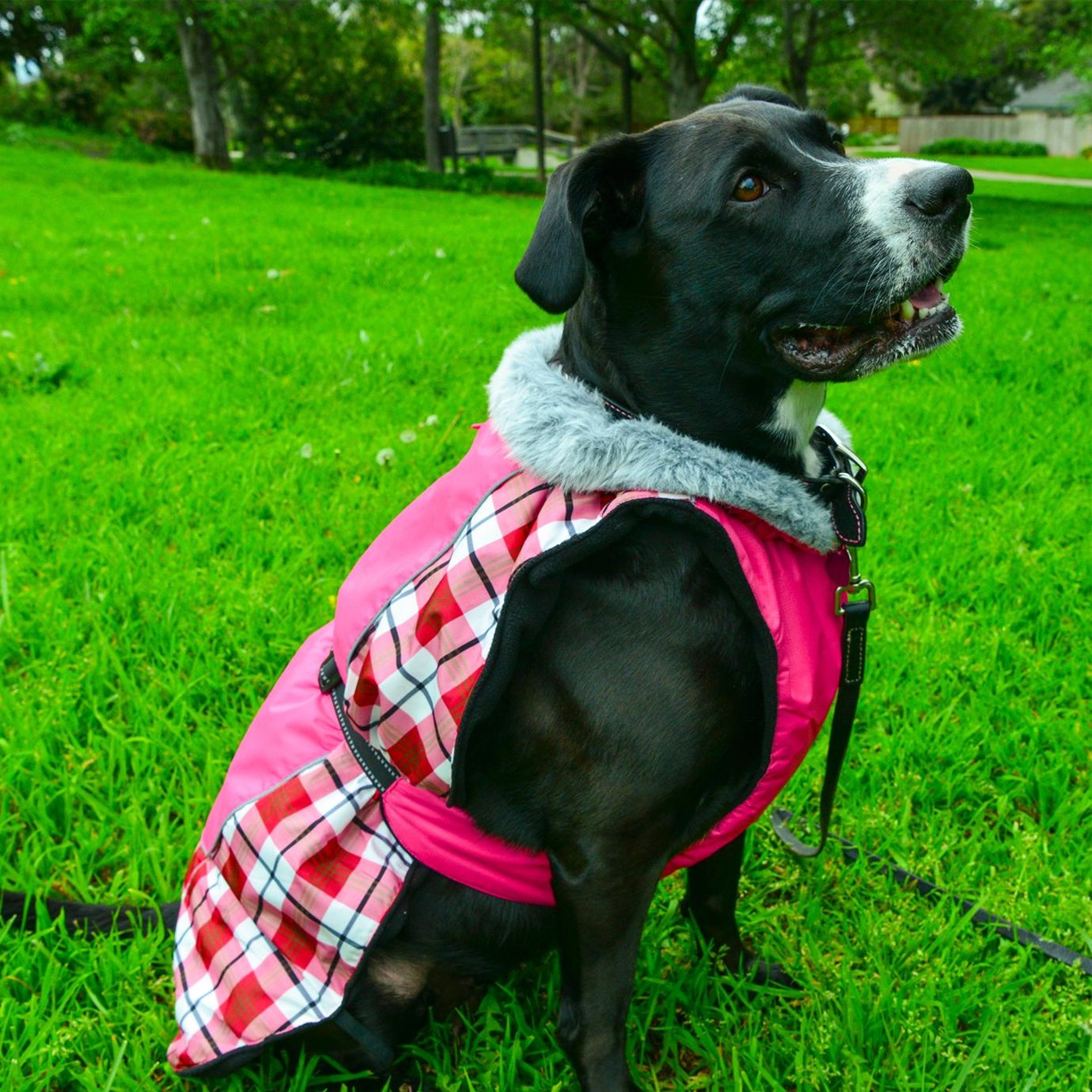 Alpine All-Weather Dog Coats | Plaids