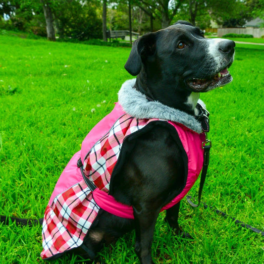 A black dog wearing a pink plaid coat sits in a grassy park.