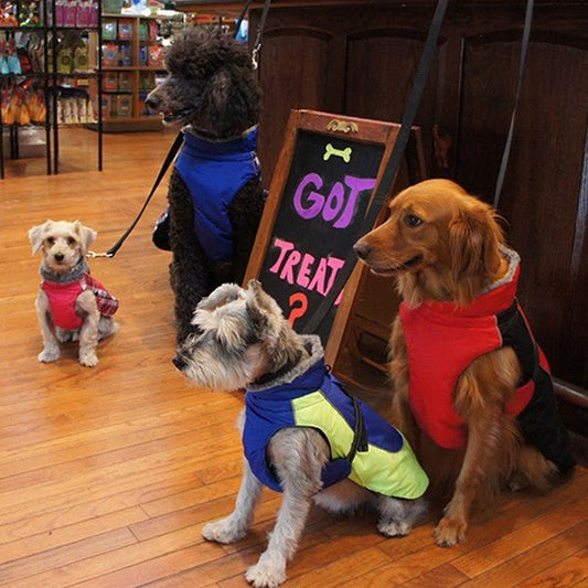 Four dogs in jackets pose in a store next to a chalkboard sign.