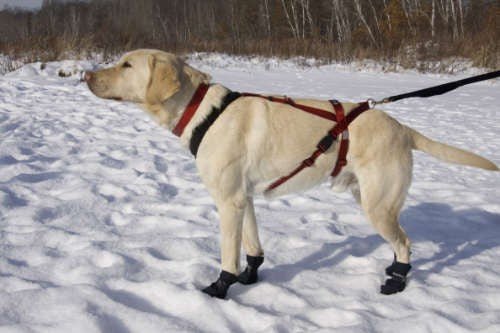 Ultra Paws One Harness Skijoring/Canicross