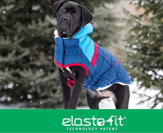 A black dog wearing a blue quilted jacket with a hood in a snowy outdoor setting.
