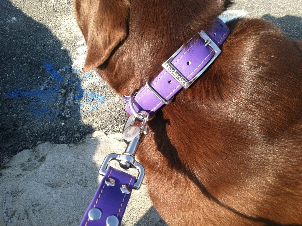 Brookenjack Luxury Waterproof Dog Collars