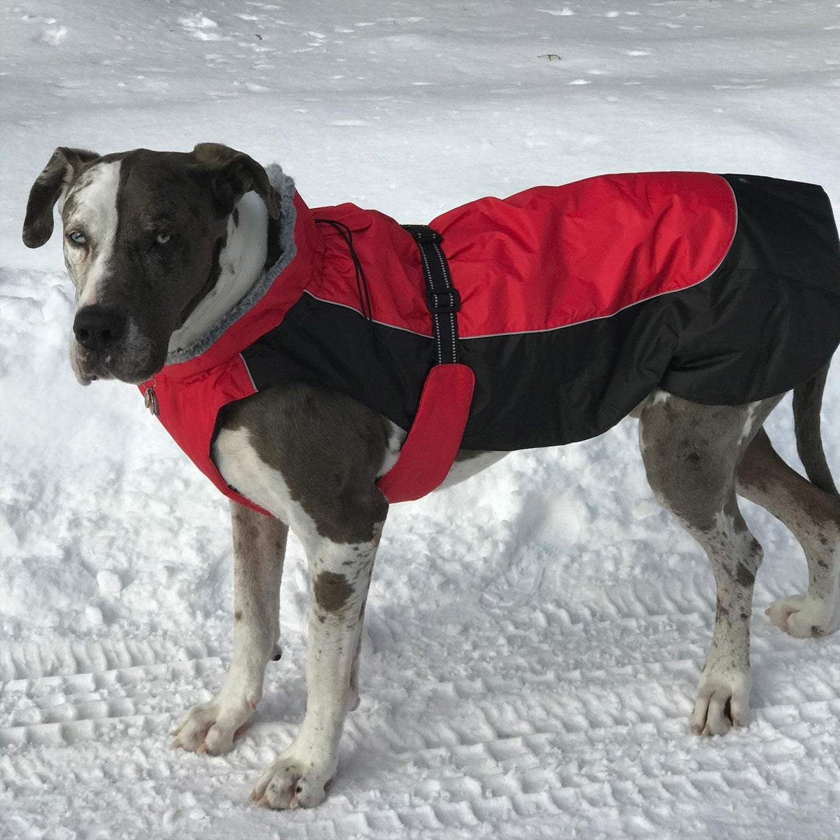 Alpine All-Weather Dog Coats | Solids