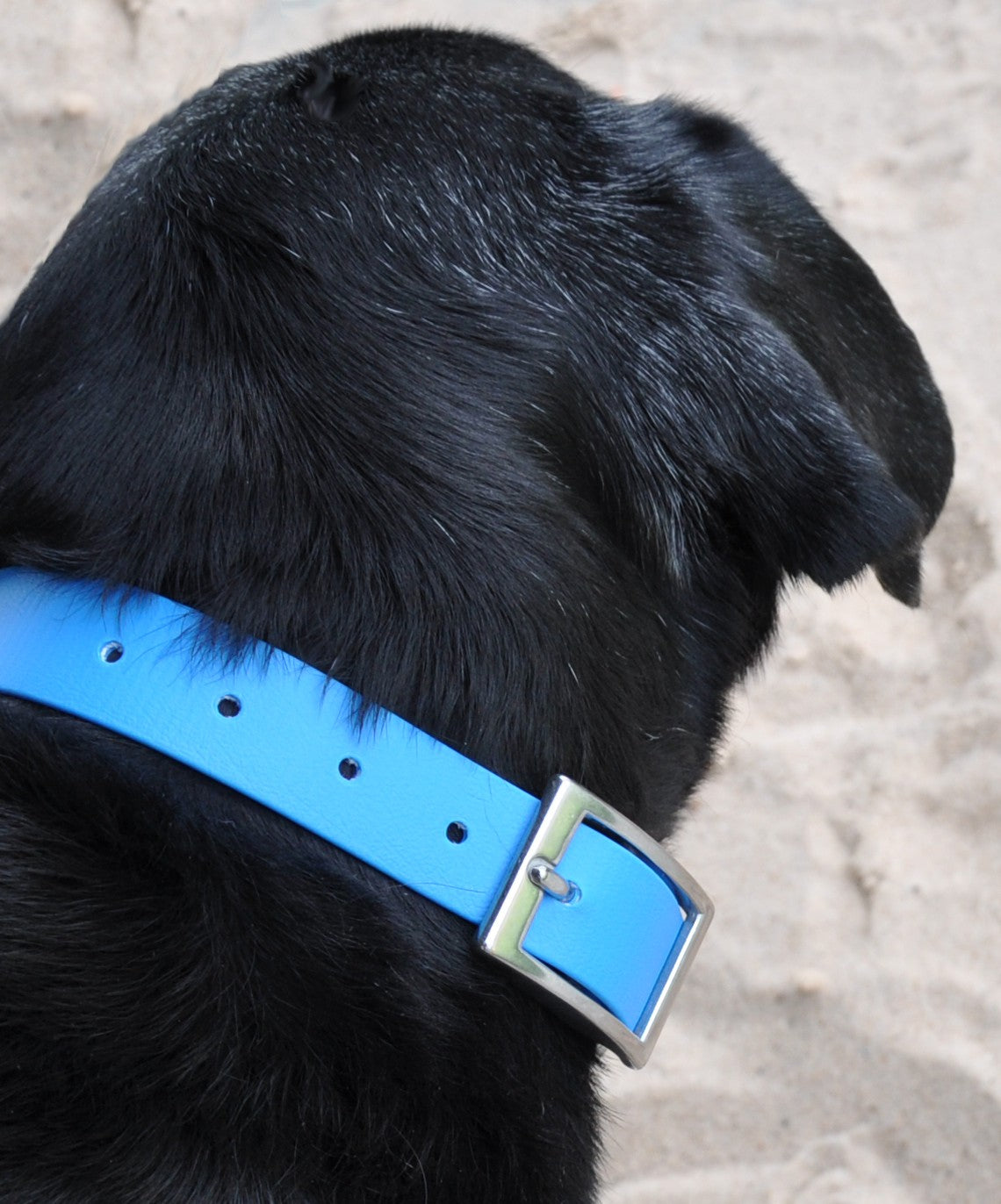 SaltyDog Saltwater Proof Stainless Steel Dog Collars
