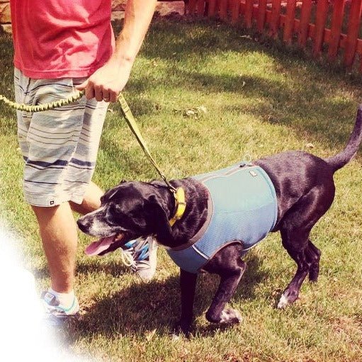 Hurtta Motivation Dog Cooling Vest The Dog Outdoors