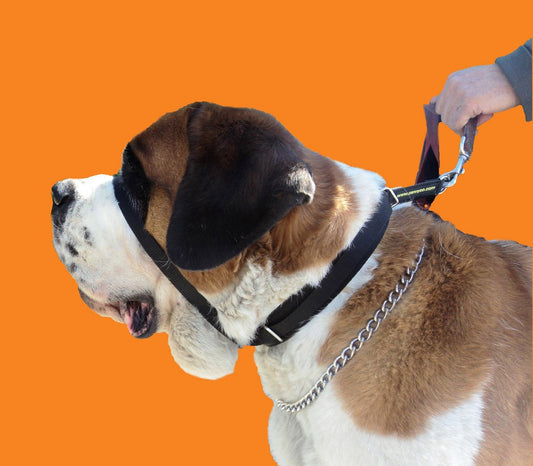Close-up of a Saint Bernard dog wearing a black head halter and a silver chain collar, being held by a person with a leash. The background is orange.