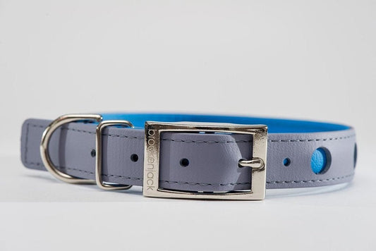 Gray and blue dog collar with a silver buckle.
